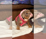 Small English Bulldog