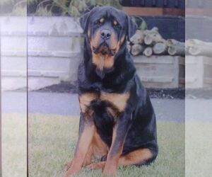 Father of the Rottweiler puppies born on 08/08/2025