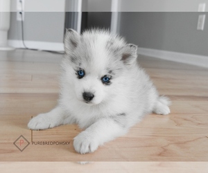 Pomsky Puppy for sale in KANSAS CITY, MO, USA