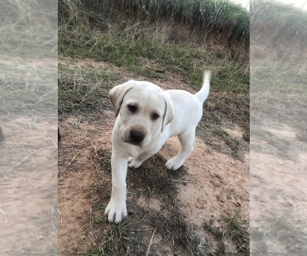 Medium Photo #4 Labrador Retriever Puppy For Sale in EUSTACE, TX, USA