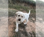 Small Photo #4 Labrador Retriever Puppy For Sale in EUSTACE, TX, USA