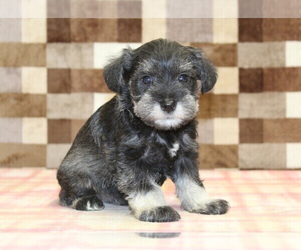Medium Photo #4 Schnauzer (Miniature) Puppy For Sale in DENVER, PA, USA