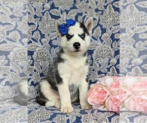 Siberian Husky Puppy for sale in EPHRATA, PA, USA