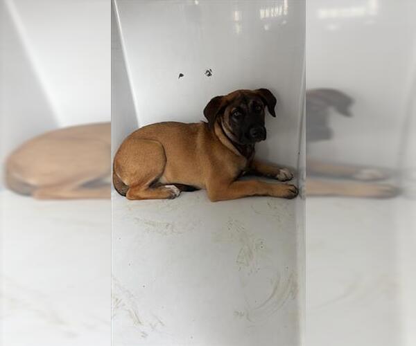 Medium Photo #1 Black Mouth Cur Puppy For Sale in Houston, TX, USA