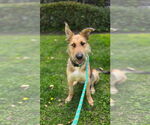 Small #3 Berger Picard Mix