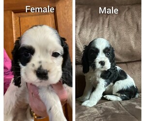 Cocker Spaniel Puppy for sale in BLOOMSBURG, PA, USA