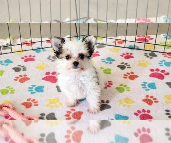 Medium Photo #8 Papitese Puppy For Sale in ORO VALLEY, AZ, USA