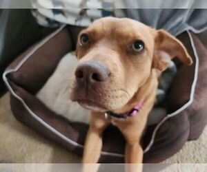 Gurl - Female Mutt Dog for Adoption - Photo #11