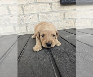 Golden Retriever Puppy for sale in WILLIAMSTOWN, KY, USA