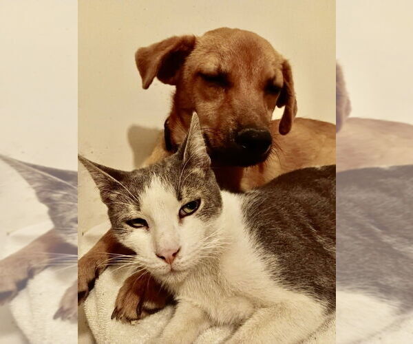 Medium Photo #8 Chiweenie Puppy For Sale in San Diego, CA, USA