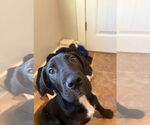Small #5 Great Dane Mix