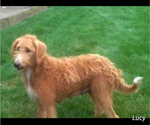 Small Photo #1 Miniature Labradoodle Puppy For Sale in FREDERICKSBURG, OH, USA