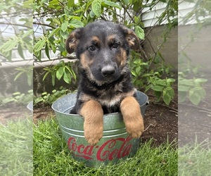 German Shepherd Dog Puppy for sale in MIDDLEBURY, IN, USA