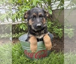 Image preview for Ad Listing. Nickname: Scout