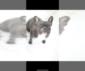French Bulldog Dog for Adoption in HAVERHILL, Massachusetts USA