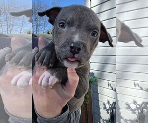 Mutt Dogs for adoption in Clarkston, MI, USA