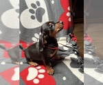Red female shor - Female Dachshund Puppy for Sale - Small photo