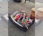 Small Photo #17 Labrador Retriever Puppy For Sale in Spring, TX, USA