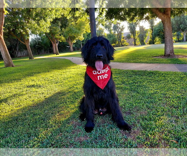 Medium Photo #2 Labradoodle Puppy For Sale in Clovis, CA, USA