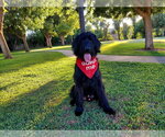 Small #1 Labradoodle