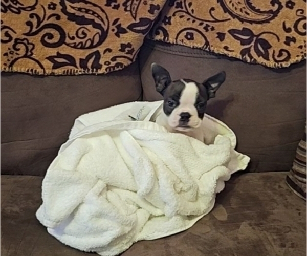 Medium Photo #2 Boston Terrier Puppy For Sale in AIKEN, SC, USA