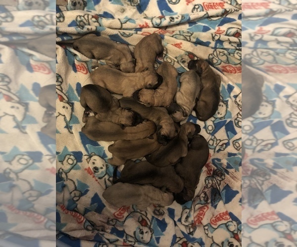 Medium Photo #2 Black Mouth Cur Puppy For Sale in AUBURN, NY, USA