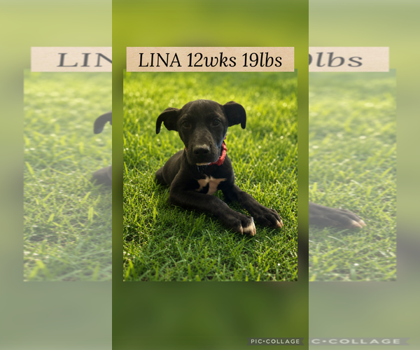 Medium Photo #1 Labrador Retriever-Unknown Mix Puppy For Sale in Woodbury, NY, USA