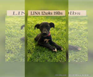 Labrador Retriever-Unknown Mix Dogs for adoption in Woodbury, NY, USA