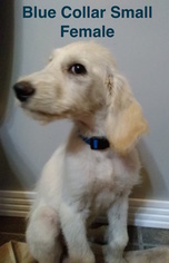 Double Doodle Puppy for sale in ROSSVILLE, GA, USA