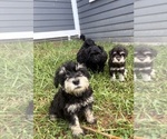 Litter of 6 - Male(s) and Female(s) Schnauzer (Miniature)Litter of Puppies for Sale - Photo #6