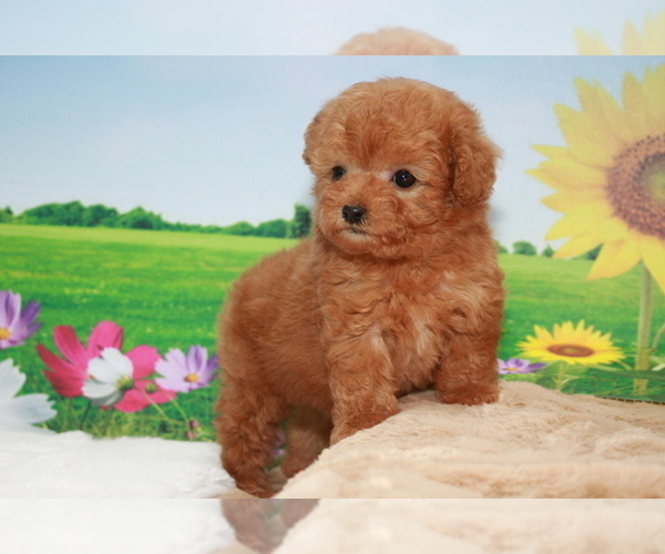 Medium Photo #4 Poodle (Toy) Puppy For Sale in CHICAGO, IL, USA