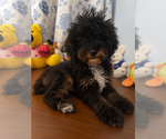 Havapoo puppies - Male Havapoo Puppy for Sale - Photo #23
