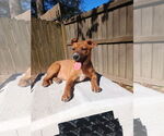 Small Photo #5 Labrador Retriever-Unknown Mix Puppy For Sale in The Woodlands, TX, USA