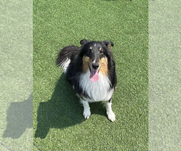 Medium Photo #5 Mutt Puppy For Sale in Bellevue, WA, USA