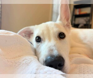 Siberian Husky-Unknown Mix Dogs for adoption in Holly Springs, NC, USA