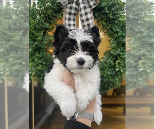 Medium Photo #1 Yorkshire Terrier Puppy For Sale in BOSTON, VA, USA