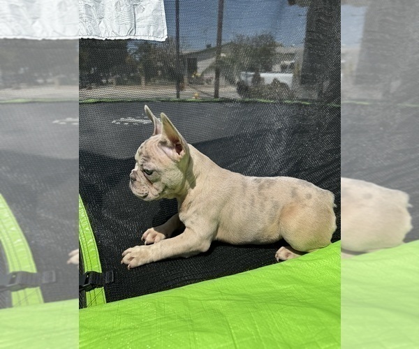 Medium Photo #19 French Bulldog Puppy For Sale in NORWALK, CA, USA
