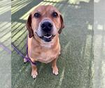 Small #2 Basset Hound Mix