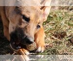 Small Photo #8 German Shepherd Dog-Unknown Mix Puppy For Sale in Sebec, ME, USA
