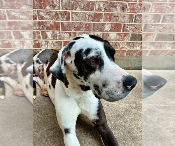 Medium Photo #4 Great Dane Puppy For Sale in Bullard, TX, USA