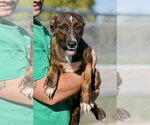 Small #1 Holland Shepherd Mix