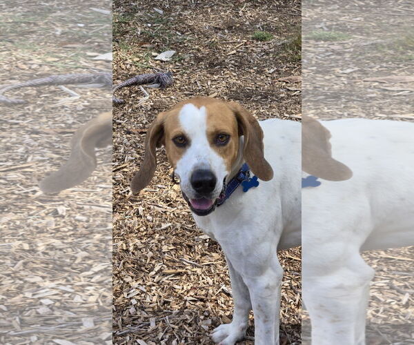 Medium Photo #9 Mutt Puppy For Sale in Rustburg, VA, USA