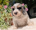 Small #2 Miniature Bernedoodle