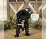 Small Photo #1 Bernedoodle Puppy For Sale in WOLCOTT, IN, USA