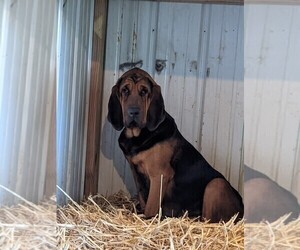 Mother of the Bloodhound puppies born on 10/23/2021