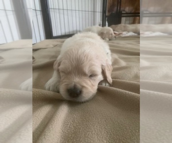 Medium Photo #12 Golden Retriever Puppy For Sale in MELISSA, TX, USA