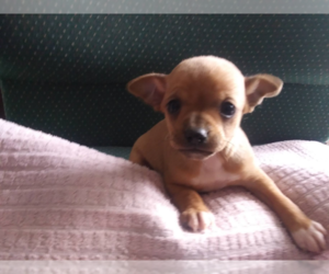 Chipin Puppy for sale in CHICAGO, IL, USA