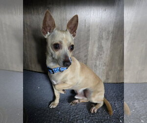 Chico - Male Chihuahua-Unknown Mix Dog for Adoption - Photo #3