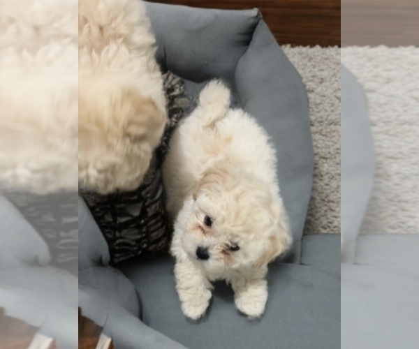 Medium Photo #10 Poodle (Toy) Puppy For Sale in CHARLOTTE, NC, USA