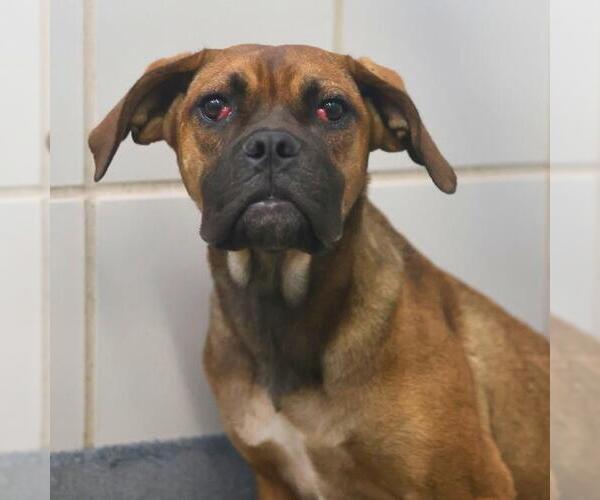 Medium Photo #1 Boxer-Unknown Mix Puppy For Sale in San Antonio, TX, USA